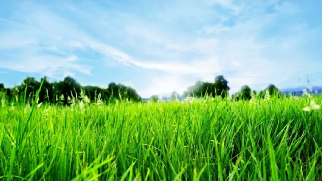 Professional landscaping team working on a residential property in Midrand